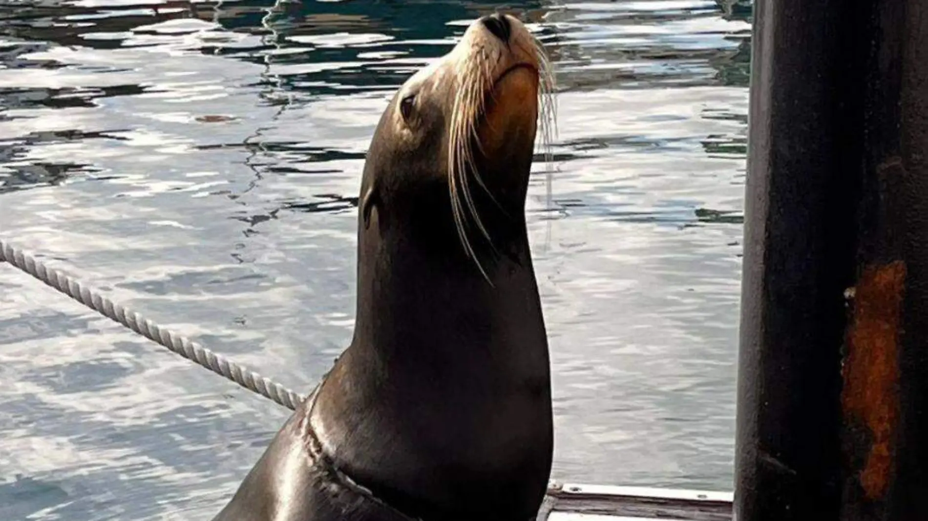 Lobo marino lastimado Los Cabos